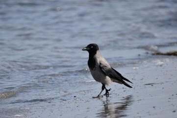 Eine Nebelkrähe stelzt am Strand von Peenemünde entlang. - A hooded crow struts along the beach at Peenemuende.