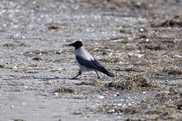Eine Nebelkrähe stelzt am Strand von Peenemünde entlang. - A hooded crow struts along the beach at Peenemuende.