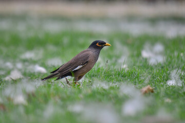 Common Myna in Cotton Field in Delhi, India