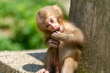 Obraz premium かわいい赤ちゃん猿