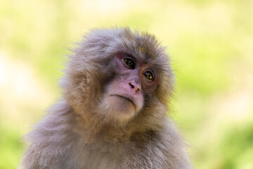 Obraz premium 目がキラキラしているニホンザル