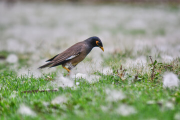 Common Myna in Cotton Field in Delhi, India