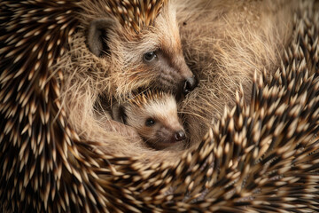 A tender moment between a mother hedgehog and her baby, showing family dynamics and caring in the world of the hedgehog - Generative AI
