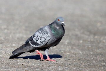 Feral pigeon