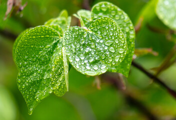Drops of water on green leaves in nature