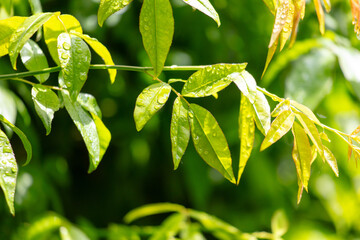 Drops of water on green leaves in nature