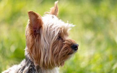 Dog in nature in summer