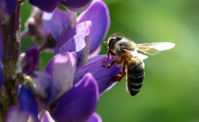 A bee flies on lupine flowers. Macro