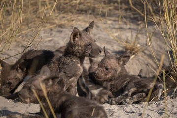 African wild dog, Lycaon pictus, walking in the water. Hunting painted dog with big ears, beautiful wild animal in habitat. Wildlife nature, Moremi, Okavanago delta, Botswana, Africa
