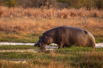 The common hippopotamus (Hippopotamus amphibius), or hippo, is a large, mostly herbivorous mammal in sub-Saharan Africa