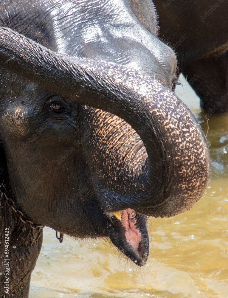 Sticker an elephant bathes in the river. close-up