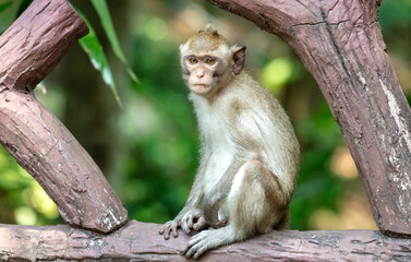 Monkey outdoors in a tropical park