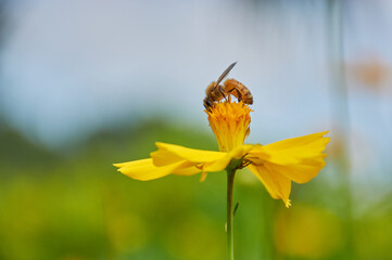 bee on yellow flower