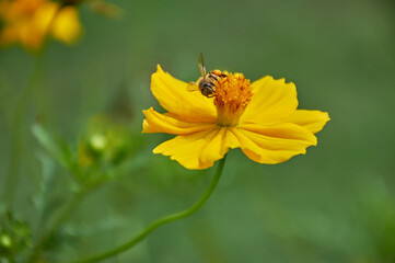 Honey bee on yellow flower