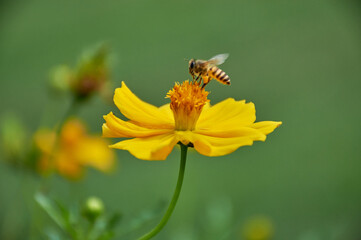 Honey bee flying on yellow flower, 	
Busy Bee: The Vital Worker of the Hive flying on flower