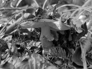 Macro  - Forest - Europe, Romania, Suceava region