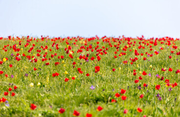 Field with red tulips in the steppe in spring as a background.