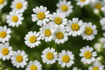Fototapeta premium Feverfew flower bokeh background, AI Generated