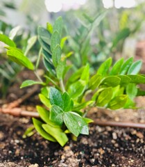 Love with Nature in personal garden