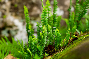 Wild fern plants that grow in gaps in rocks