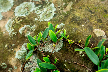 Wild fern plants that grow in gaps in rocks