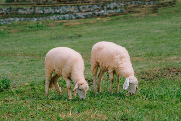 Fototapeta premium Sheep fields on the top of a mountain in Chiang Mai Province, Thailand.