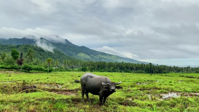 water buffalo in a field. Carabao