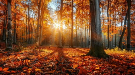 Autumn woods with vibrant leaves and a clear sky, showcasing nature's beauty