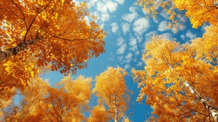 Beautiful autumn scene with golden trees and a clear blue sky