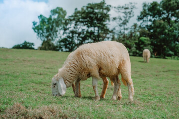 Sheep fields on the top of a mountain in Chiang Mai Province, Thailand.