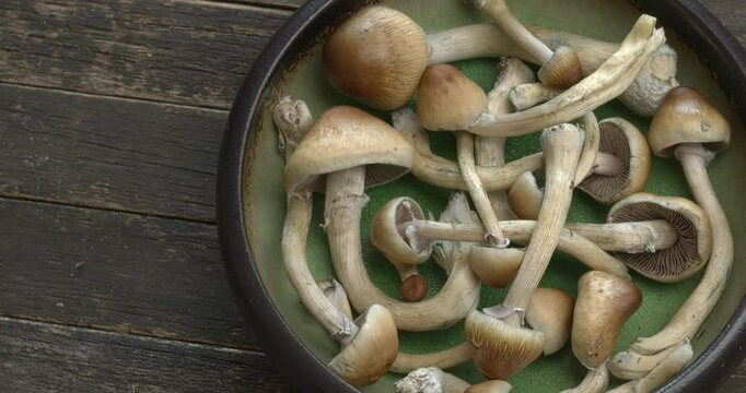 Close-up of psychedelic psilocybin mushrooms Golden Teacher on rustic wooden table. Psilocybe Cubensis raw mushrooms. Micro-dosing concept. Copy space, table spin.   Vertical video.