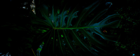 abstract background with green leaf