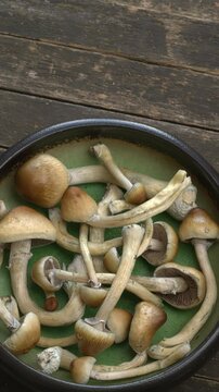 Close-up of psychedelic psilocybin mushrooms Golden Teacher on rustic wooden table. Psilocybe Cubensis raw mushrooms. Micro-dosing concept. Copy space, table spin.   Vertical video.