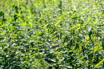Green stinging nettle in the summer meadow	

