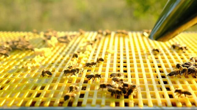 The bee cigarette lighter on the hive fumigates bees with smoke