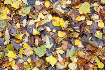 Withered autumn leaves on the ground