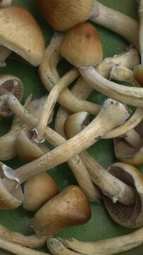 Close-up of psychedelic psilocybin mushrooms Golden Teacher on rustic wooden table. Psilocybe Cubensis raw mushrooms. Micro-dosing concept. Top view, table spin. 