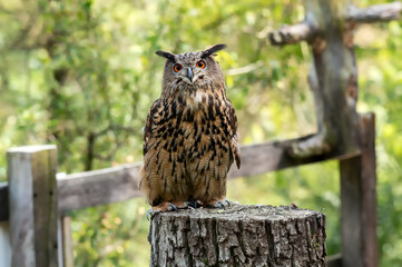 Majestic eagle owl standing on a tree stump, its sharp gaze surveying the surroundings
