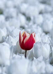 Red Tulips Among White Blossoms in The Netherlands