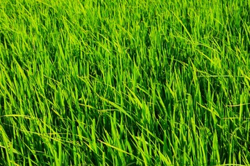 Background of a green grass. Green grass texture Green grass texture from a field.