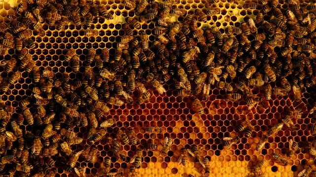 Bees sit on honeycombs with honey in a bee frame in a beehive close-up. Beekeeping, sealing honeycombs with wax and pouring honey, breeding and keeping bees
