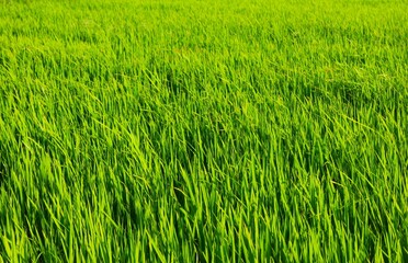Background of a green grass. Green grass texture Green grass texture from a field.