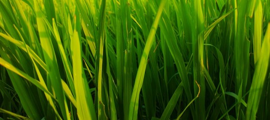 Background of a green grass. Green grass texture Green grass texture from a field.