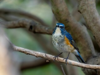 Obraz premium 森の中の木陰で枝に留まっているルリビタキの雄