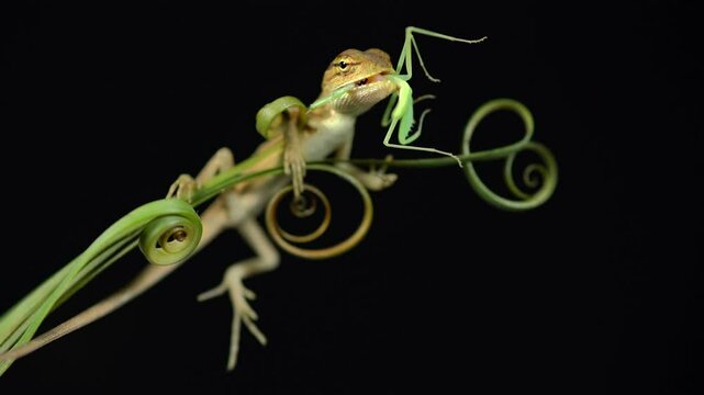 Grass lizards are eating mantis, Asian grass lizard, six-striped long-tailed lizard, long-tailed grass lizard.