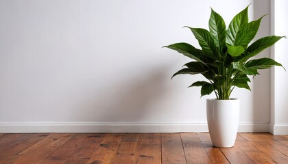 Fototapeta premium Green Plant in White Pot on Wooden Floor.