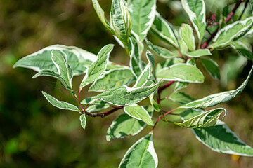 White turf Sibirika Variegata, ornamental plants