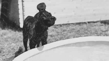 Labrador Dobermann Welpe Niedlich schwarz schüttelt sich nach Bad