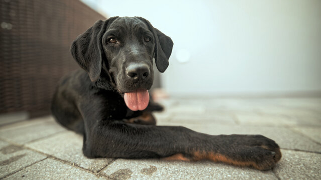 Labrador Dobermann Welpe Niedlich schwarz