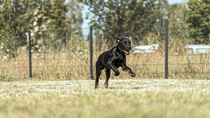 Labrador Dobermann Welpe Niedlich schwarz